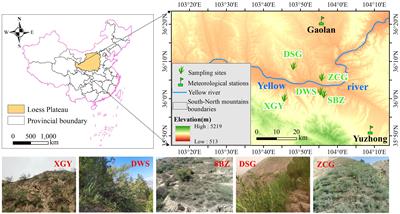 Dissimilarity in radial growth and response to drought of Korshinsk peashrub (Caragana korshinskii Kom.) under different management practices in the western Loess Plateau
